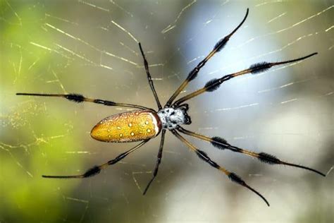 are golden orb weavers dangerous.